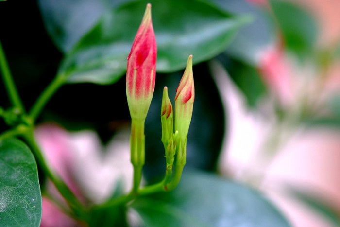 만데빌라 - Rose Dipladenia, Brazilian jasmine, Mandevilla sanderi (Hemsl.) Woodson