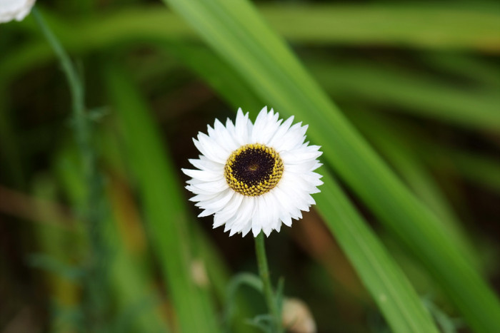 밀짚꽃 - straw flower, Helichrysum bracteatum