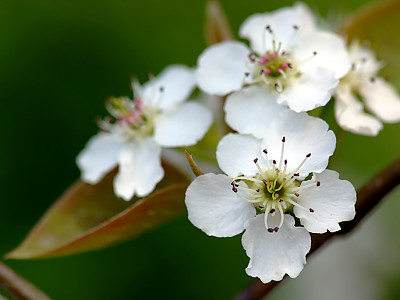 배나무 사진 - Pyrus pyrifolia var.culta Photos