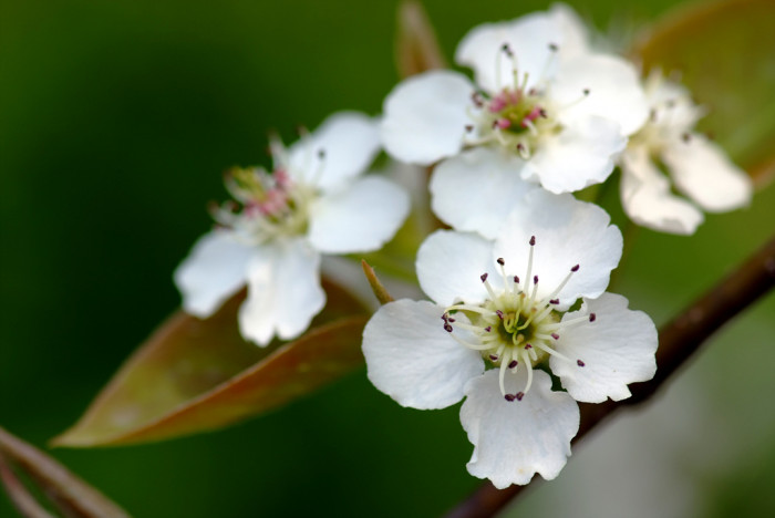 배나무 - pear tree, Pyrus pyrifolia var.culta