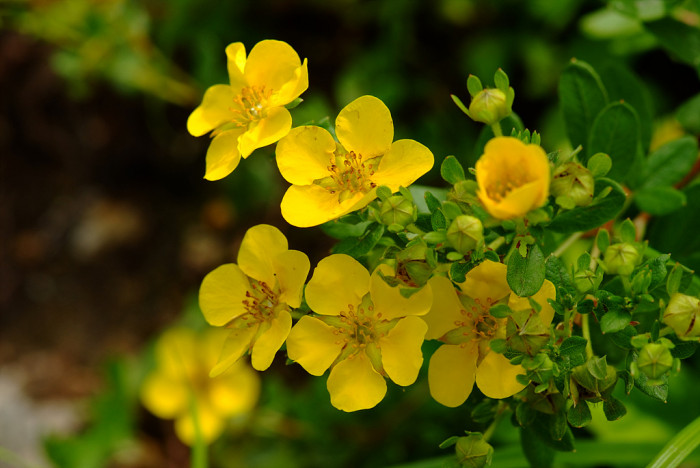 물싸리풀 - Potentilla bifurca var. glabrata Lehm.