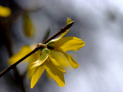 개나리 사진 - Forsythia koreana (Rehder) Nakai Photos