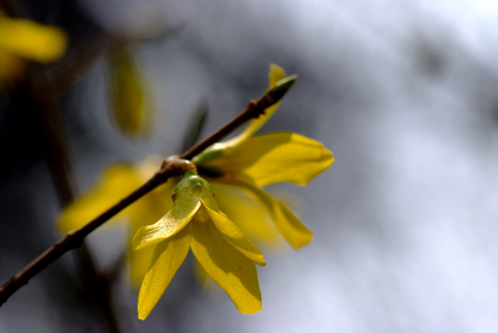 개나리 - golden bell, Forsythia koreana (Rehder) Nakai