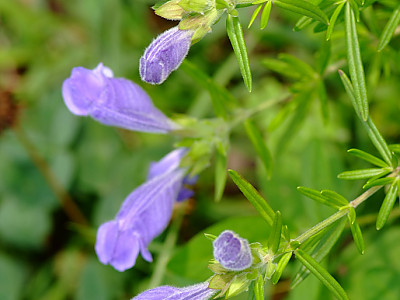 용머리 사진 - Dracocephalum argunense Photos
