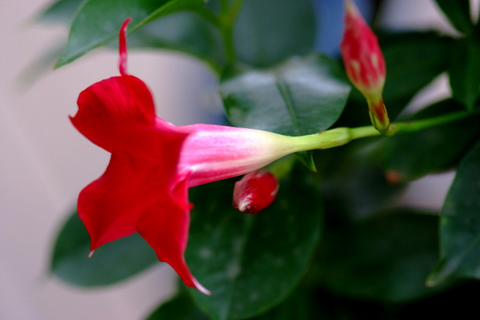 만데빌라 - Rose Dipladenia, Brazilian jasmine, Mandevilla sanderi (Hemsl.) Woodson