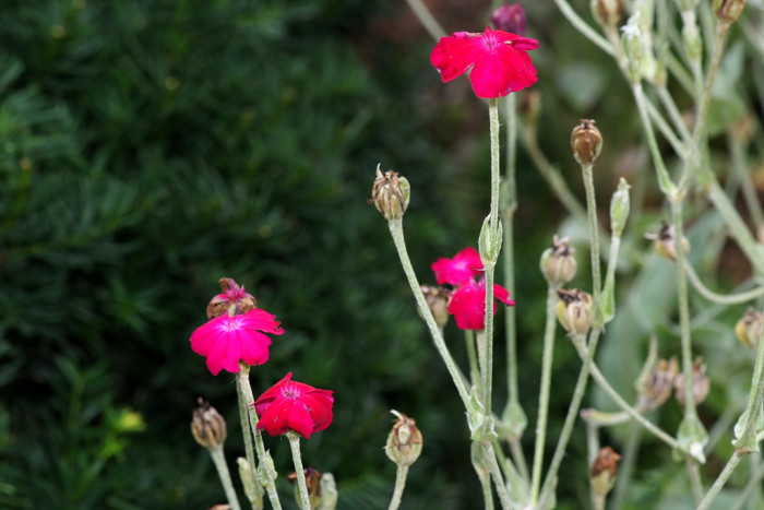 우단동자 - rose campion, dusty miller, mullein-pink, bloody William, lamp-flower, Silene coronaria