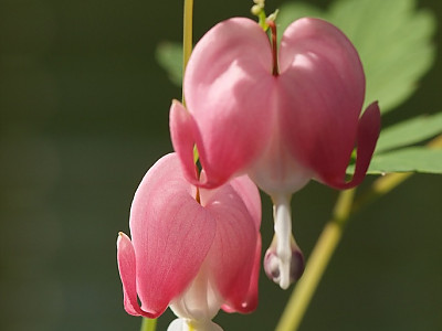 금낭화 사진 - Dicentra spectabilis Photos