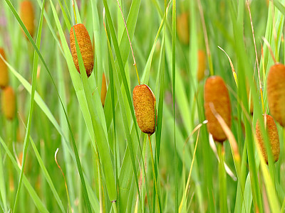 애기부들 사진 - Typha angustata Photos