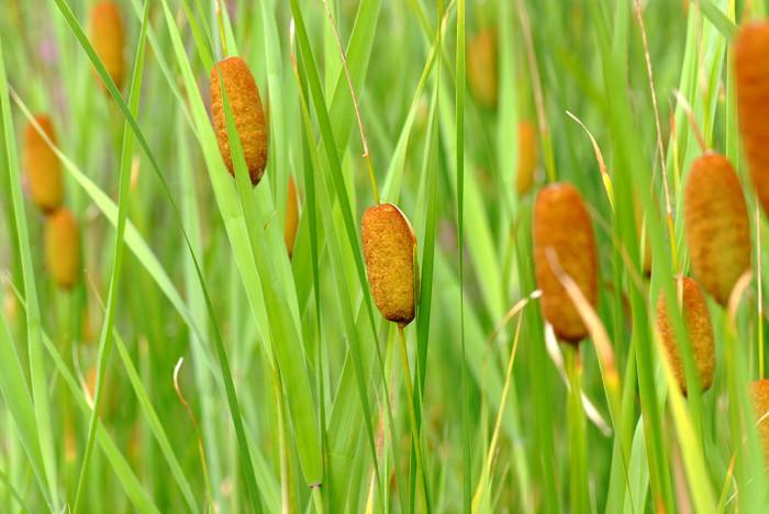 애기부들 - Typha angustata
