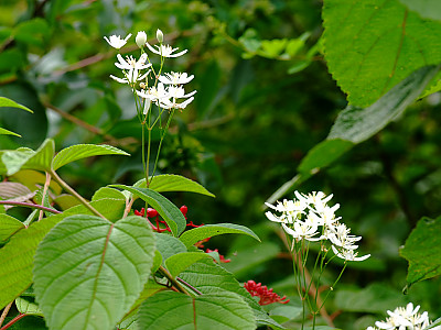 으아리 사진 - Clematis mandshurica rupr Photos