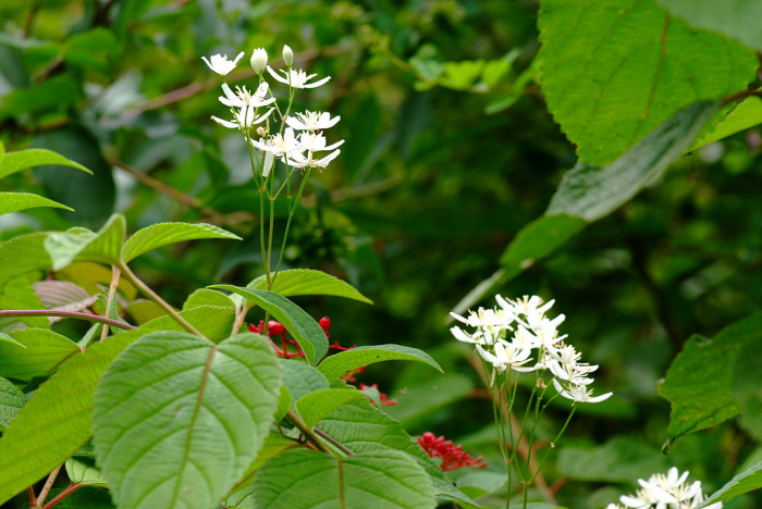 으아리 - Clematis mandshurica rupr