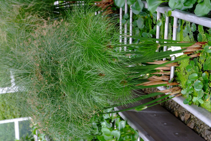 종려방동사니 - Cyperus alternifolius L.