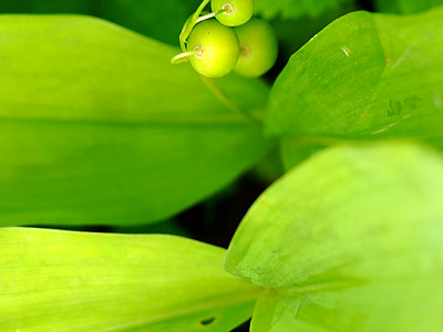 둥굴레 사진 - Polygonatum odoratum var.pluriflorum Photos