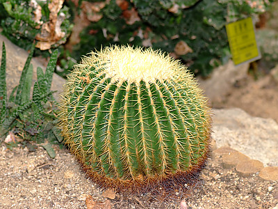 금호 사진 - Echinocactus grusonii Photos