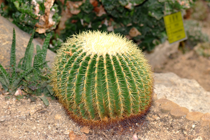 금호 - Golden Barrel, Echinocactus grusonii