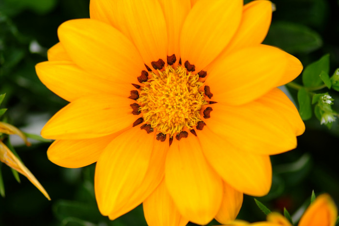 다알리아 - YELLOw BAIRD, Dahlia pinnata Cav.