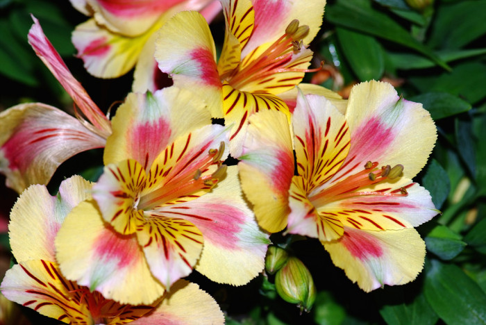 알스트로메리아 - Peruvian lily, lily of the Incas, Alstroemeria hybrida