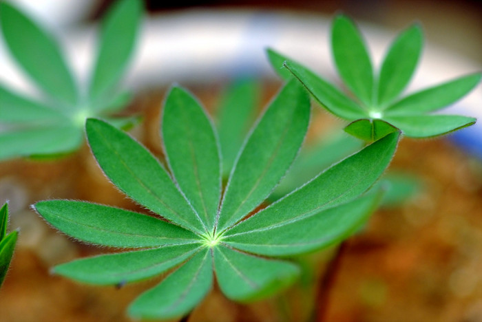 루피너스 - lupine, Lupinus spp
