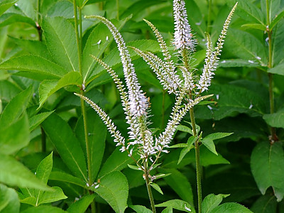 냉초 사진 - Veronicastrum sibiricum Photos