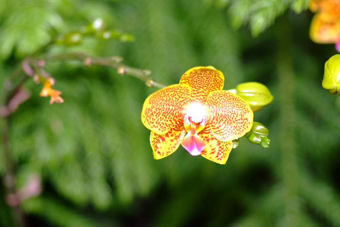 호접란 - Moth orchids, phalaenopsis