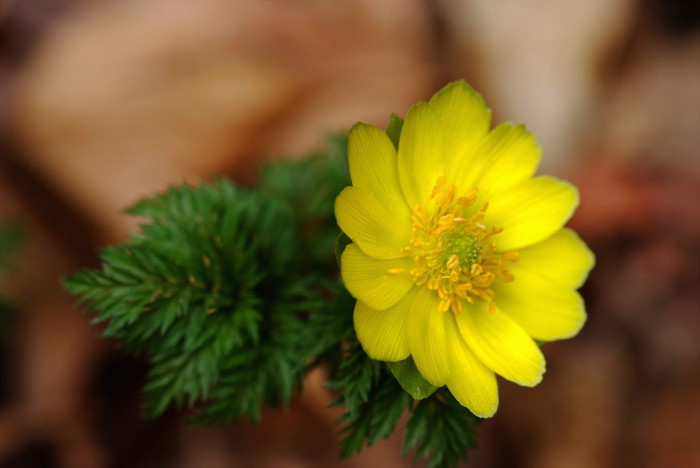 복수초 - Adonis amurensis