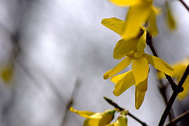 개나리 - Forsythia koreana (Rehder) Nakai