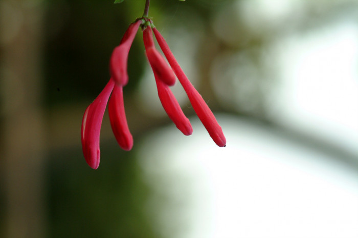 인동덩굴 - Lonicera japonica Thunb.