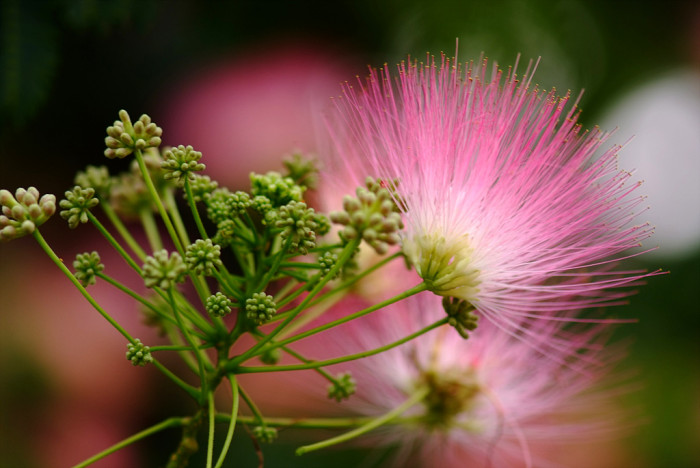 자귀나무 - Albizzia julibrissin