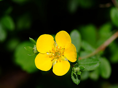 물싸리풀 사진 - Potentilla bifurca var. glabrata Lehm. Photos