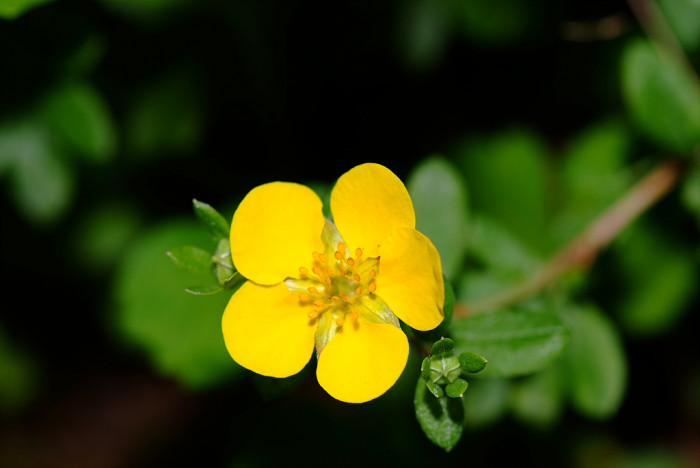 물싸리풀 - Potentilla bifurca var. glabrata Lehm.