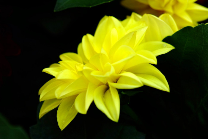 다알리아 - YELLOw BAIRD, Dahlia pinnata Cav.