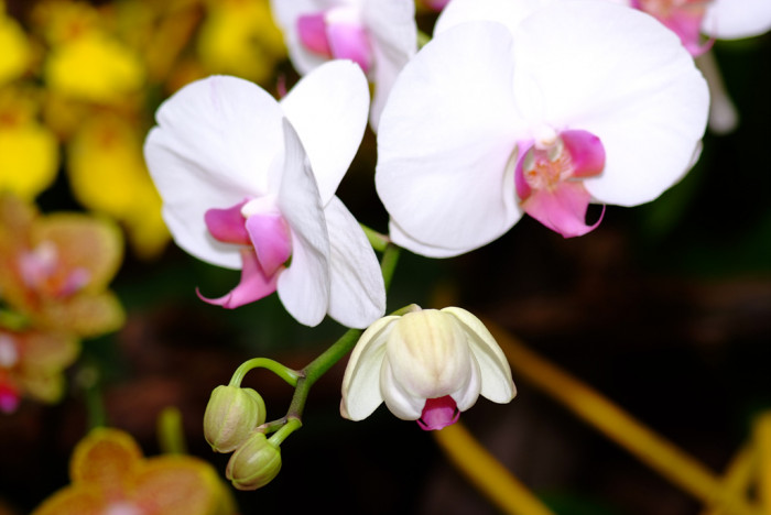 호접란 - Moth orchids, phalaenopsis