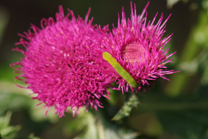 엉겅퀴 - Cirsium japonicum var. ussuriense