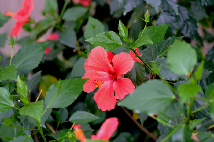 하와이무궁화 - hawaiian hibiscus, Hibiscus rosa-sinesis L.