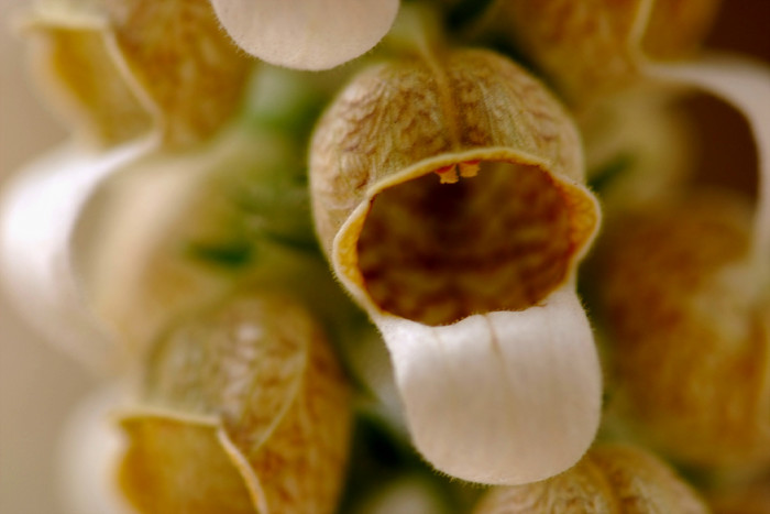 폭스 글로브 - Foxglove, Digitalis spp. foxglove
