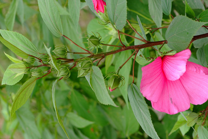 부용 - Hibiscus mutabilis