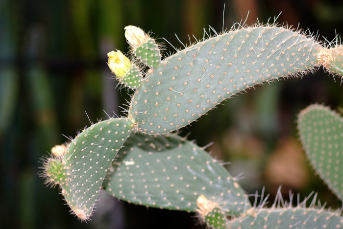 선인장 - Opuntia ficus-indica Mill.