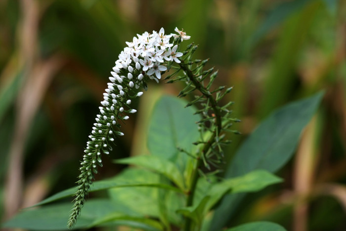 까치수염 - Lysimachia barystachys