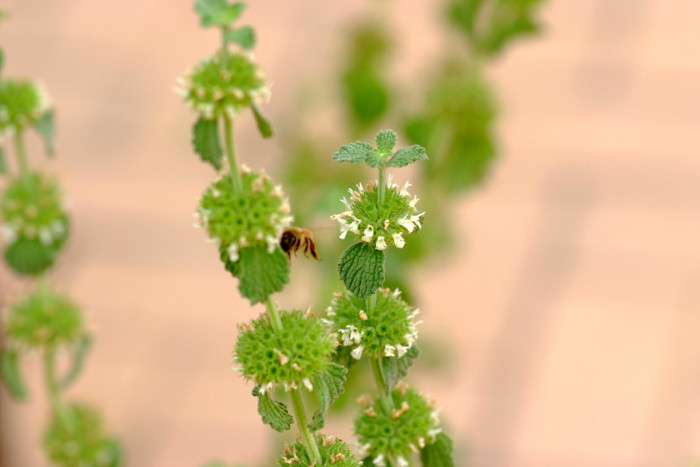 호하운드 - Horehound, Marrubium Vulgare