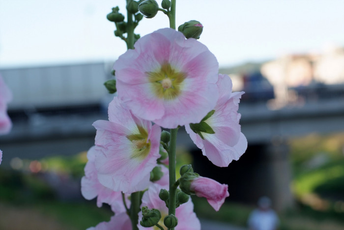 접시꽃 - Alcea rosea, Althaea rosea