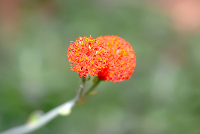 크레이니아 - Kleinia, Senecio Kleinia Less