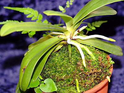 풍란 사진 - Neofinetia falcata (Thunb.) Hu  Photos