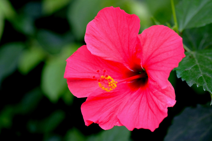 하와이무궁화 - hawaiian hibiscus, Hibiscus rosa-sinesis L.