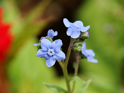 물망초 사진 - Myosotis scorpioides L. Photos