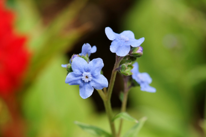물망초 - Forget me not, Myosotis scorpioides L.