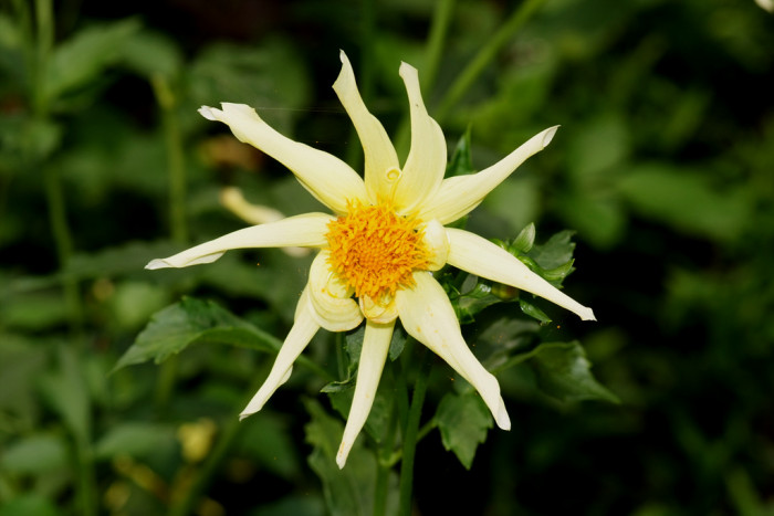 다알리아 - YELLOw BAIRD, Dahlia pinnata Cav.