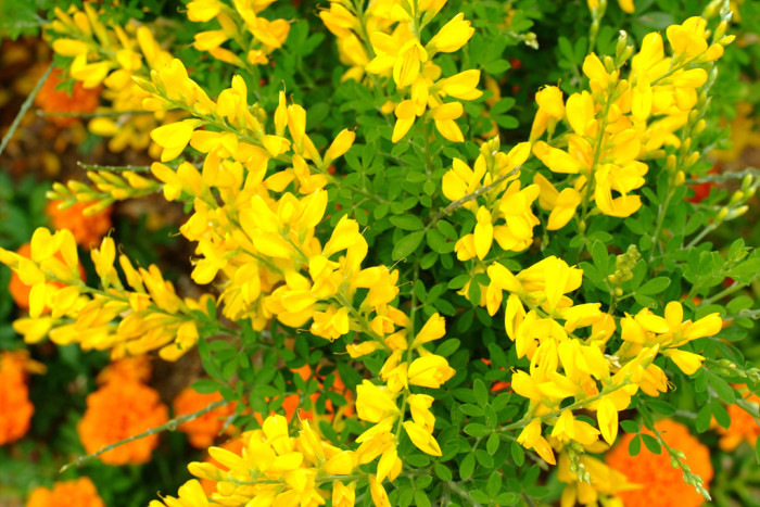 양골담초 - Cytisus scoparius (L.) Link
