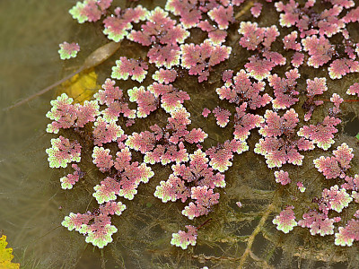 마름 사진 - Trapa japonica FLEROV Photos