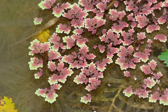 마름 - 마름, Trapa japonica FLEROV