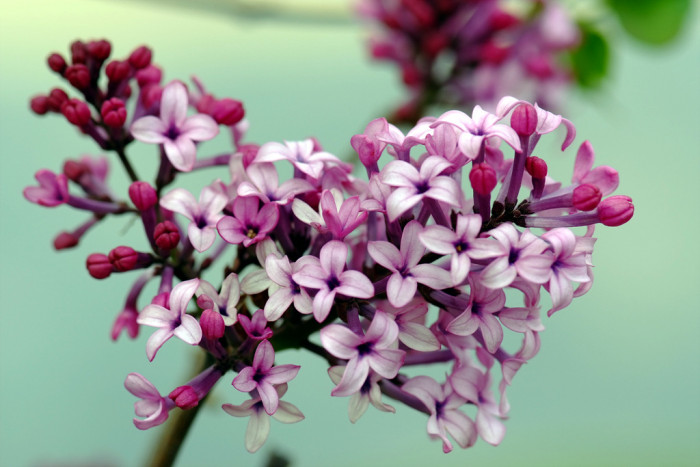 라일락 - kamibayashii, Syringa oblata var. dilatata (Nakai) Rehder